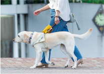 身体障害者補助犬＆一日人権擁護委員とデモンストレーション